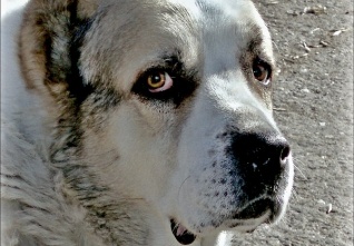 Můj starý brach - Bak