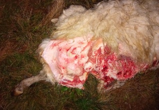 Ovce jako kořist vlka