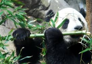 panda