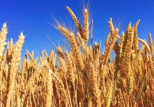 ukrajina pole obilí